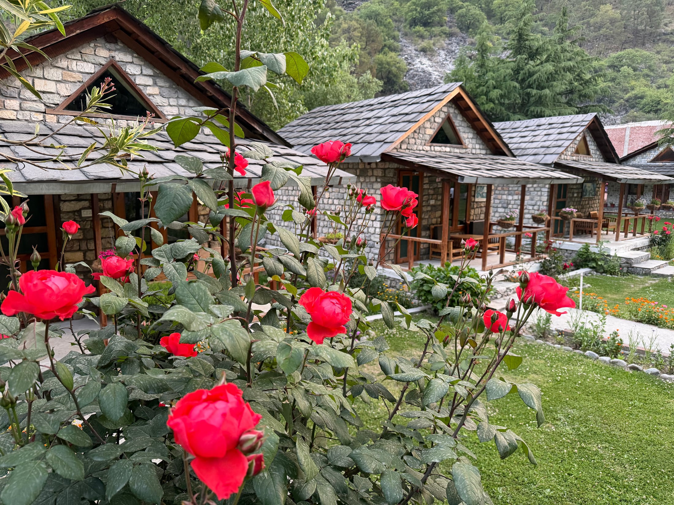 Seasonal roses blooming in front of the stone cottages at WhiteStone