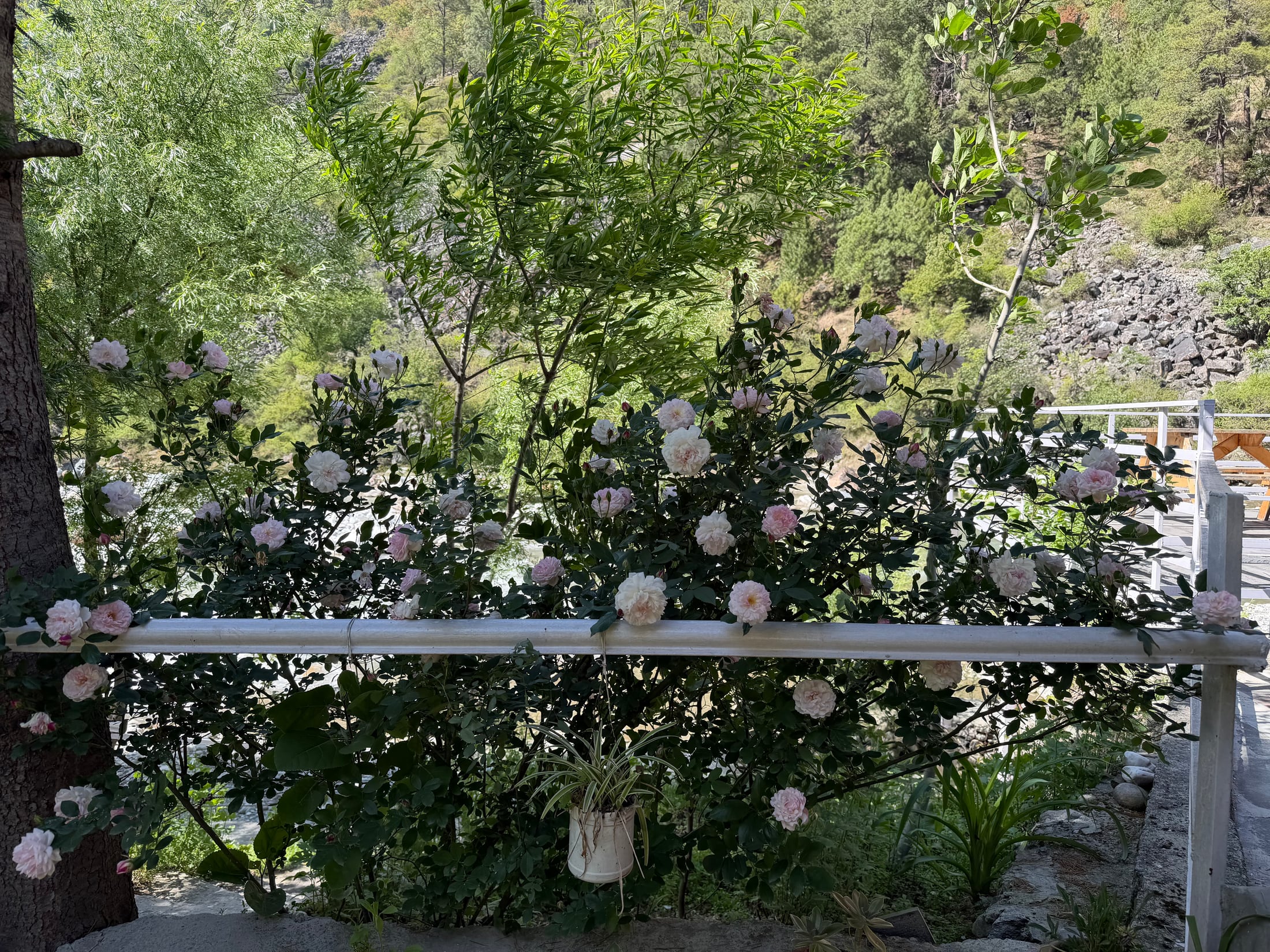 Pink roses blooming around WhiteStone Cottages